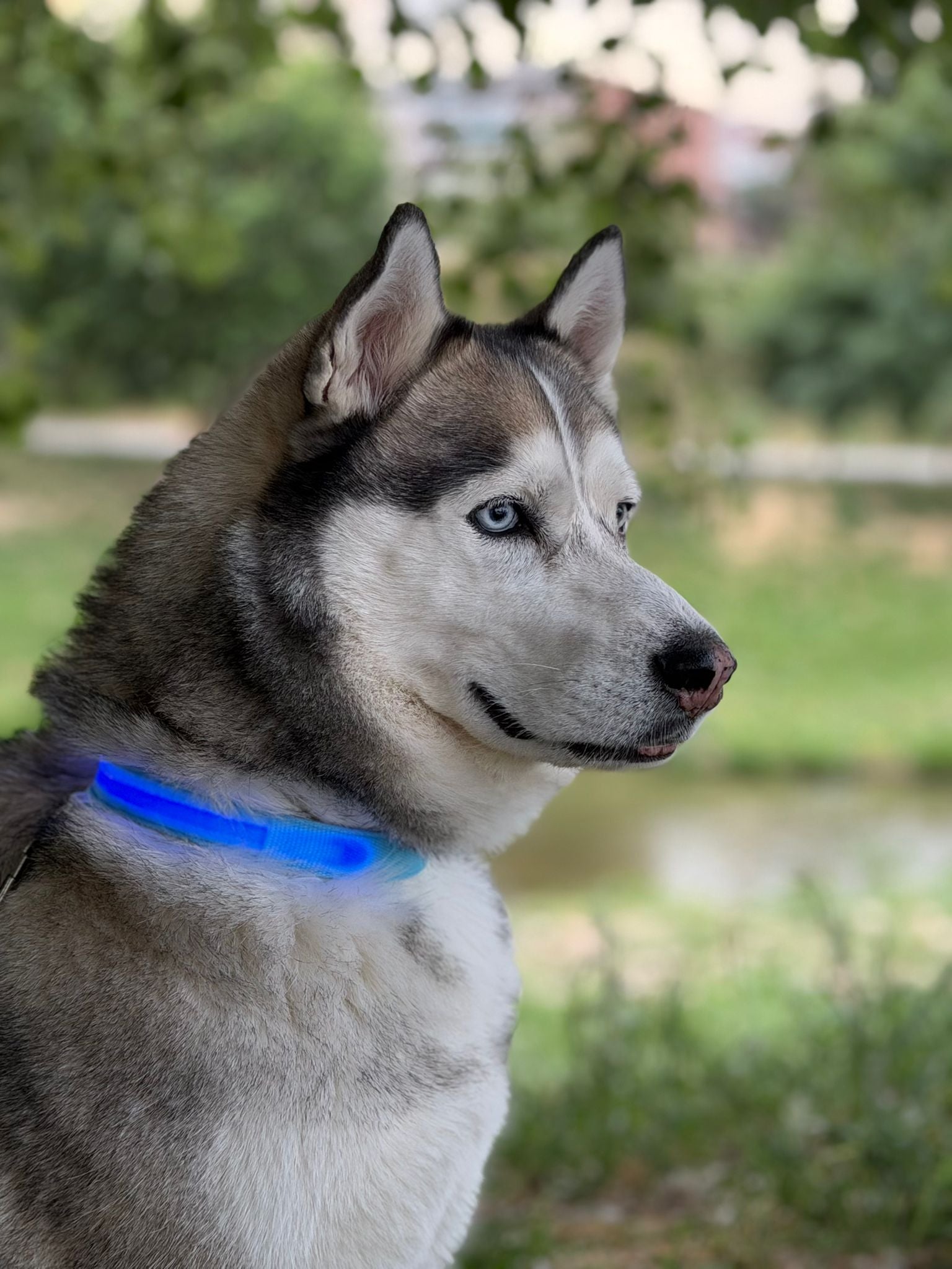 Collar luminoso